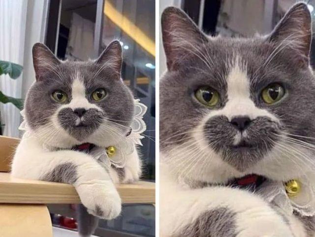 猫咪长的慢是什么原因