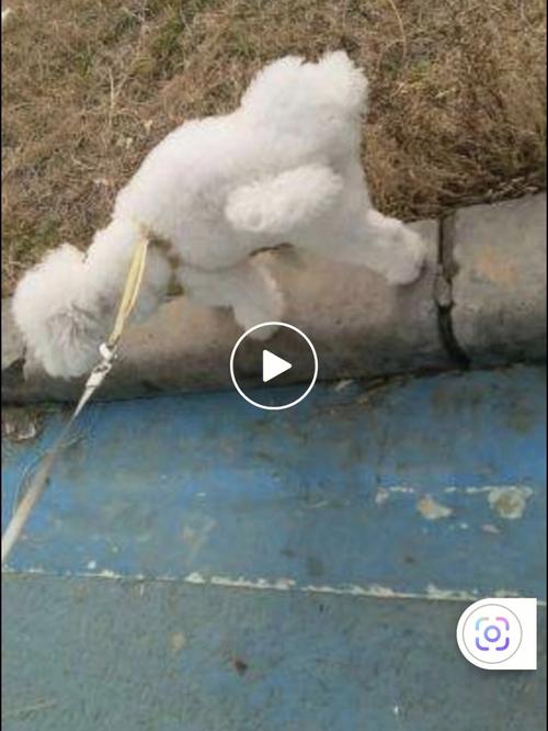 两个月比熊乱尿尿怎么办
