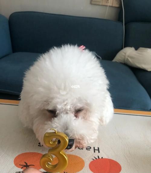 没有狗粮比熊吃什么