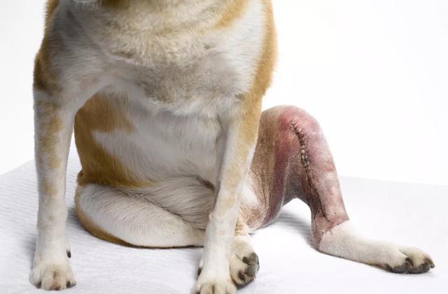 狗狗前腿抽搐怎么回事啊