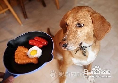 狗换粮需注意什么