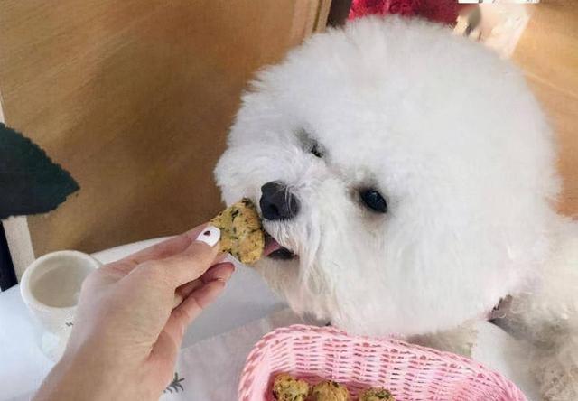 比熊狗狗吐白沫是怎么了