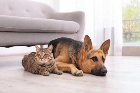 如何避免室内狗猫