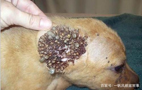 为什么狗狗容易长蜱虫