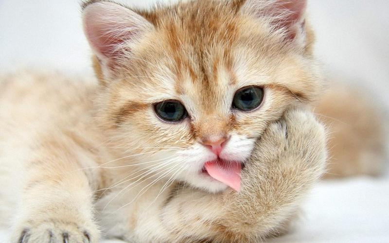 猫咪身上有臭味是什么原因