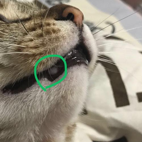 猫咪磨牙是什么情况