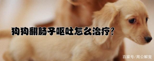 狗狗翻肠子怎么翻图片