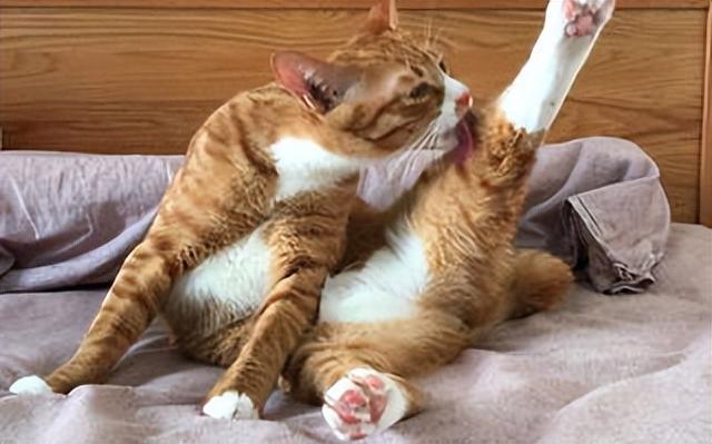猫咪舔狗狗说明什么