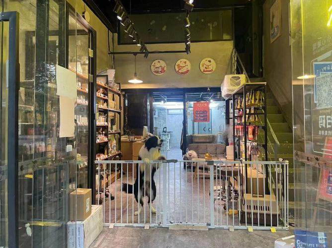 上海有什么好的宠物店