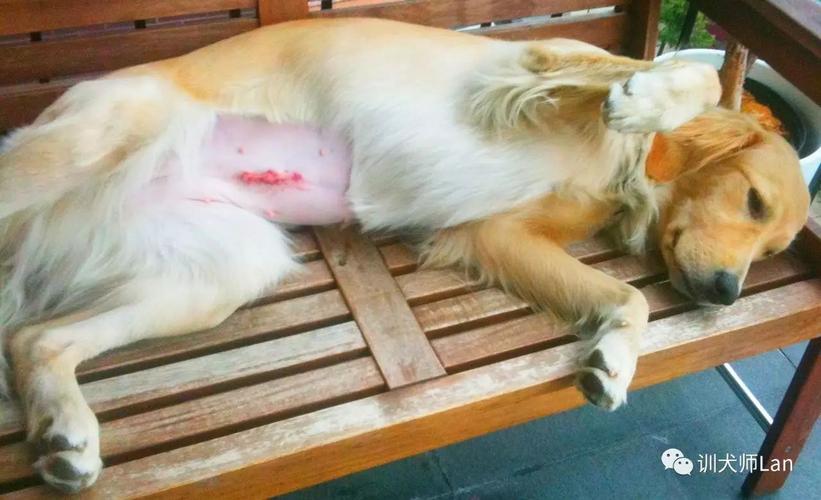 狗狗手术后吃什么愈合伤口