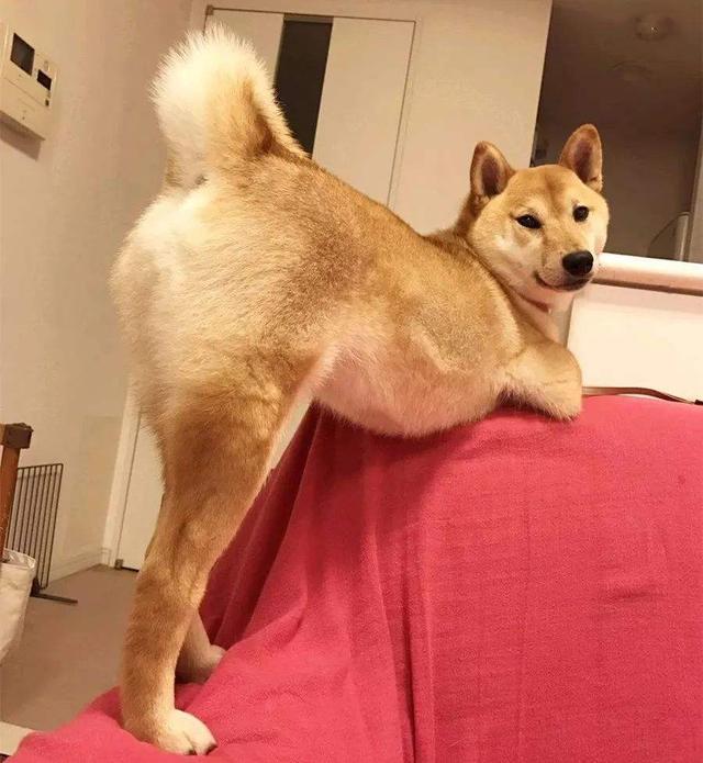 狗狗拖屁股是什么情况