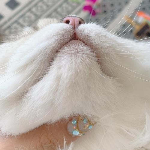 猫咪黑下吧擦什么药
