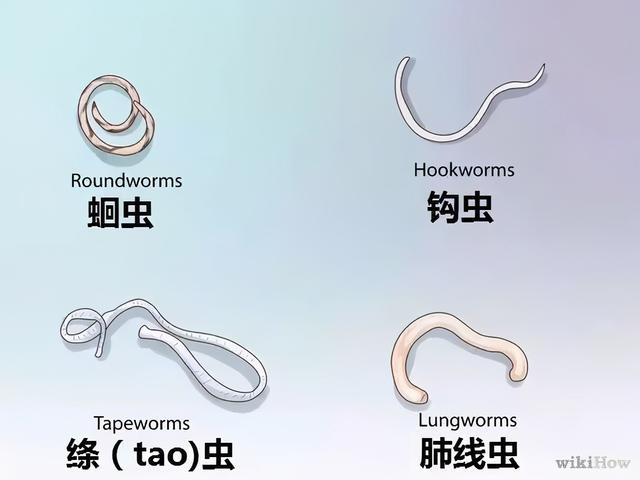 怎么判断幼犬要打虫