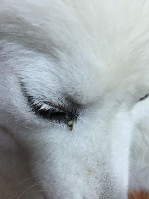 狗狗有眼屎打什么针