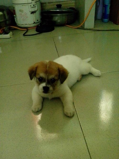 中华田园犬怎么当宠物