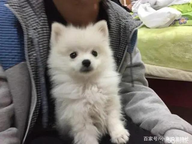 博美背部毛量少怎么办