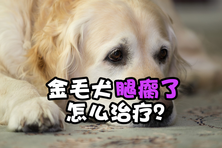 金毛脚不敢唉地怎么办