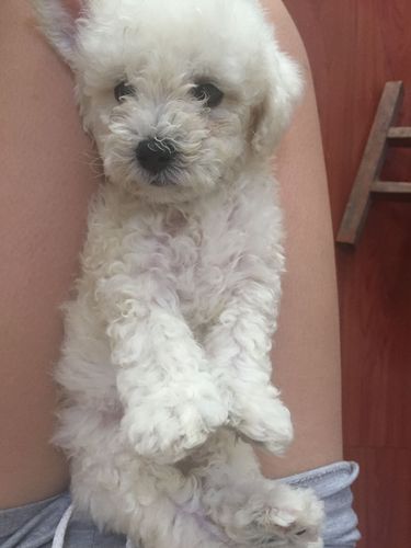 小比熊什么时候断尾