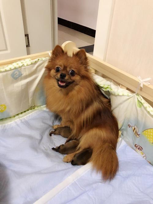 博美狗站不起来了怎么办