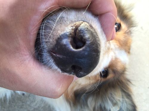 狗狗皱鼻子是什么原因