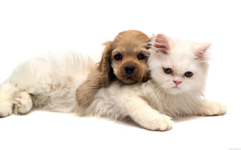 狗狗有什么病会传染猫