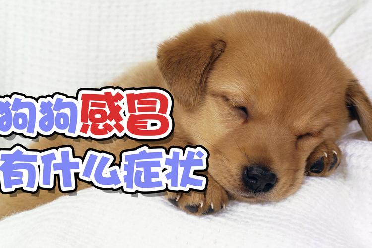 小狗着凉了是什么特点