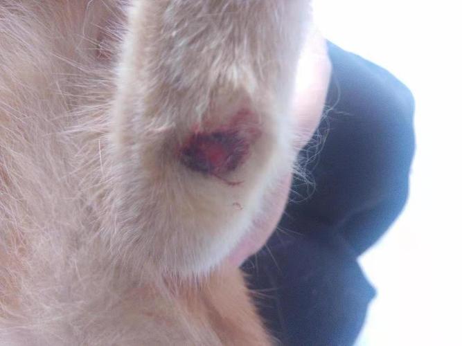怎么帮猫咪清理伤口