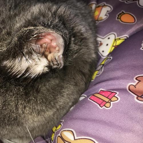 猫咪耳朵边发炎了怎么办