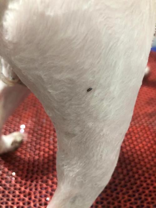 怎么确定狗狗身上有跳蚤