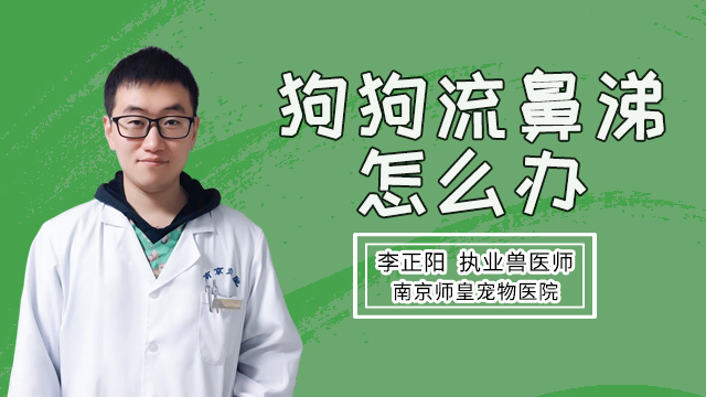 幼犬流黄的浓鼻涕怎么办