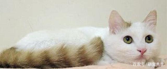 猫咪拉屎有红血丝什么原因