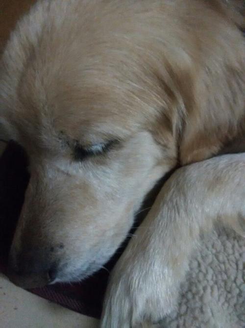 金毛得犬瘟什么症状