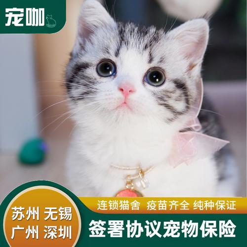 宠物猫什么牌子的好