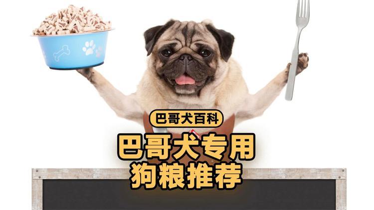 八哥幼犬吃什么狗粮最好