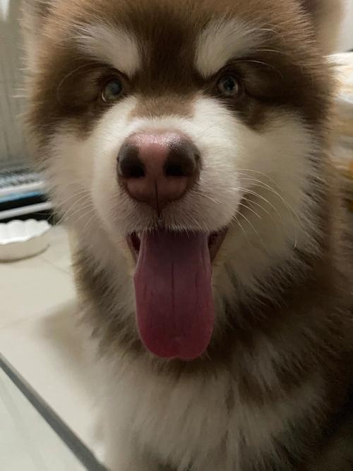 阿拉斯加幼犬怎么选