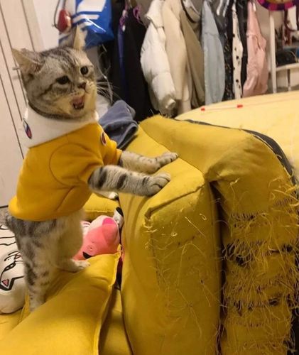 猫一只抓沙发怎么办