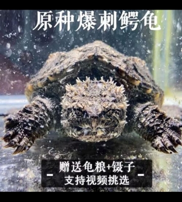 宠物龟什么比较凶