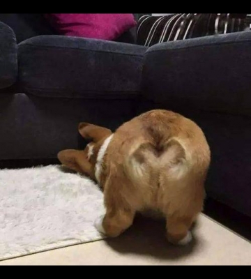 狗狗怎么磨屁股