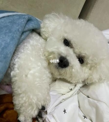 比熊发育期吃什么
