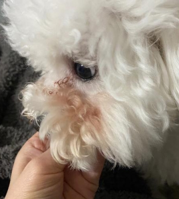 比熊眼睛进毛怎么办