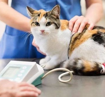 怎么科学喂养宠物猫