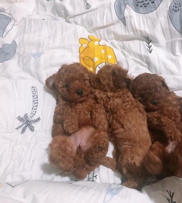 泰迪生小狗怎么办啊