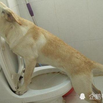 狗狗为什么拉屎前要跑