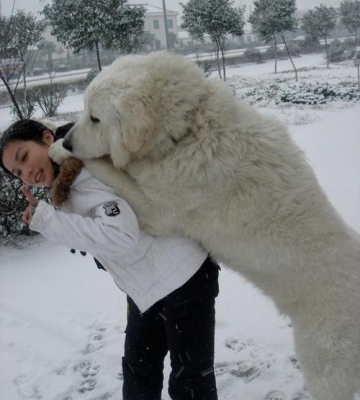 怎么挑选大白熊幼犬