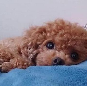 泰迪狗狗尿发红怎么回事
