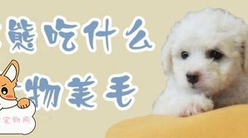 吃什么可以让狗狗毛好