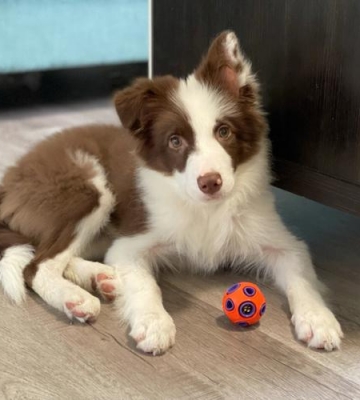 边境牧羊犬幼犬怎么识别