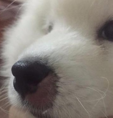 我打狗狗鼻子怎么办