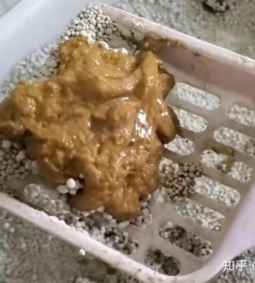 猫咪的粪便发绿是怎么回事