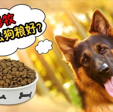 德国牧羊犬吃什么狗粮好